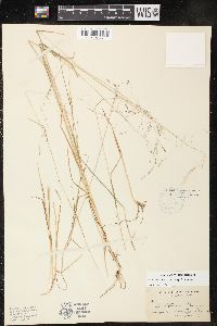 Poa leptocoma subsp. leptocoma image