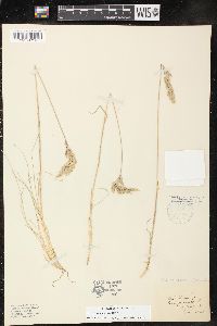 Poa nematophylla image