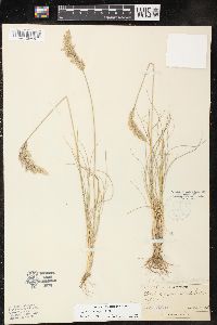 Poa nematophylla image