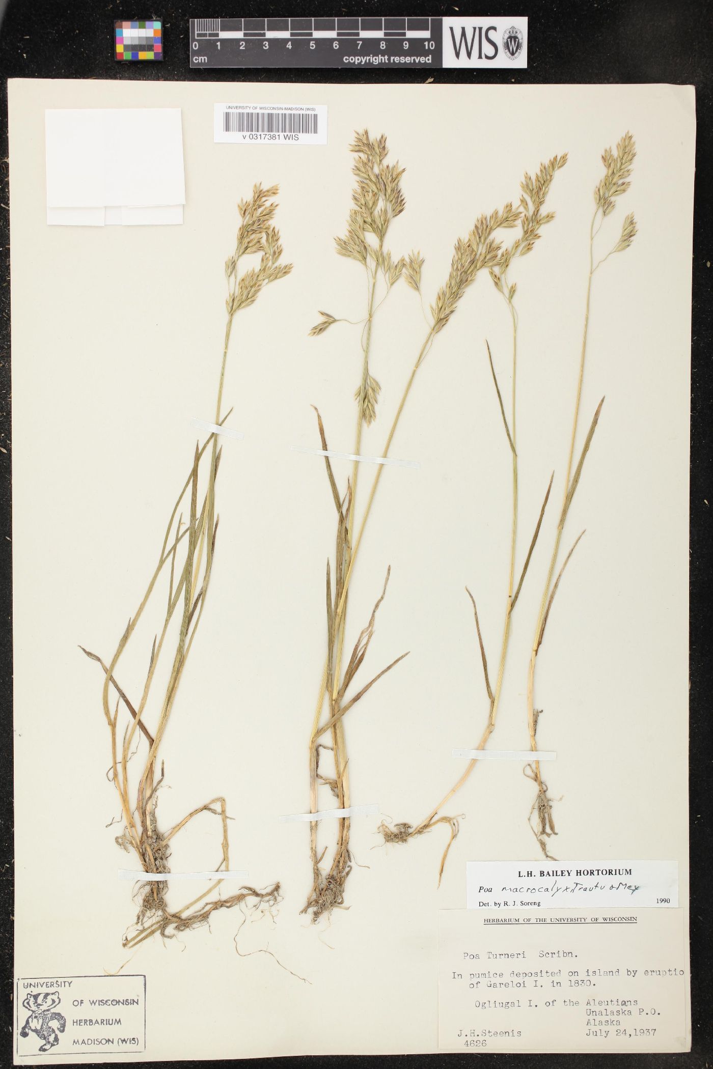 Poa macrocalyx image