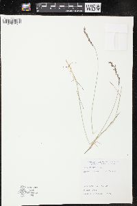 Poa nemoralis image