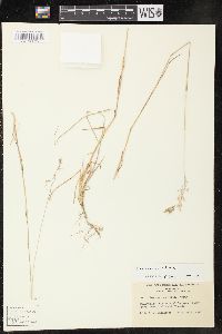 Poa nervosa image