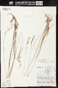 Poa nervosa image