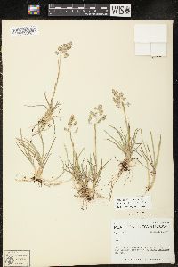 Poa pratensis subsp. irrigata image