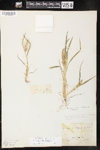 Echinochloa muricata var. microstachya image