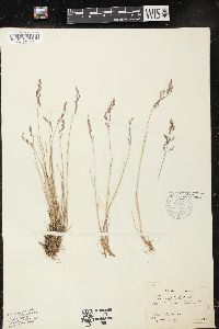 Poa glauca image