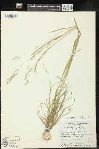 Poa saltuensis image