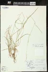 Poa saltuensis image