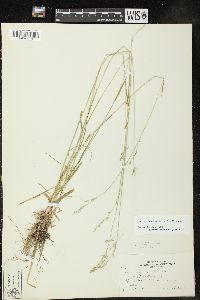 Poa saltuensis image