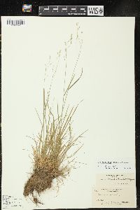 Poa saltuensis image