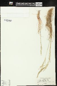 Poa secunda var. scabrella image