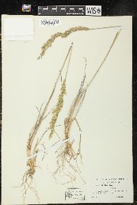 Poa secunda var. scabrella image