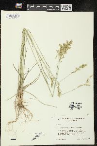 Poa secunda var. scabrella image