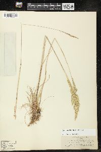 Poa secunda subsp. secunda image