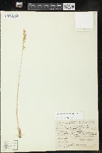 Poa secunda subsp. secunda image