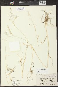 Poa sylvestris image