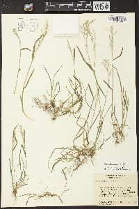 Poa sylvestris image