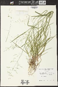 Poa sylvestris image