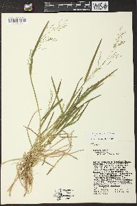 Poa sylvestris image