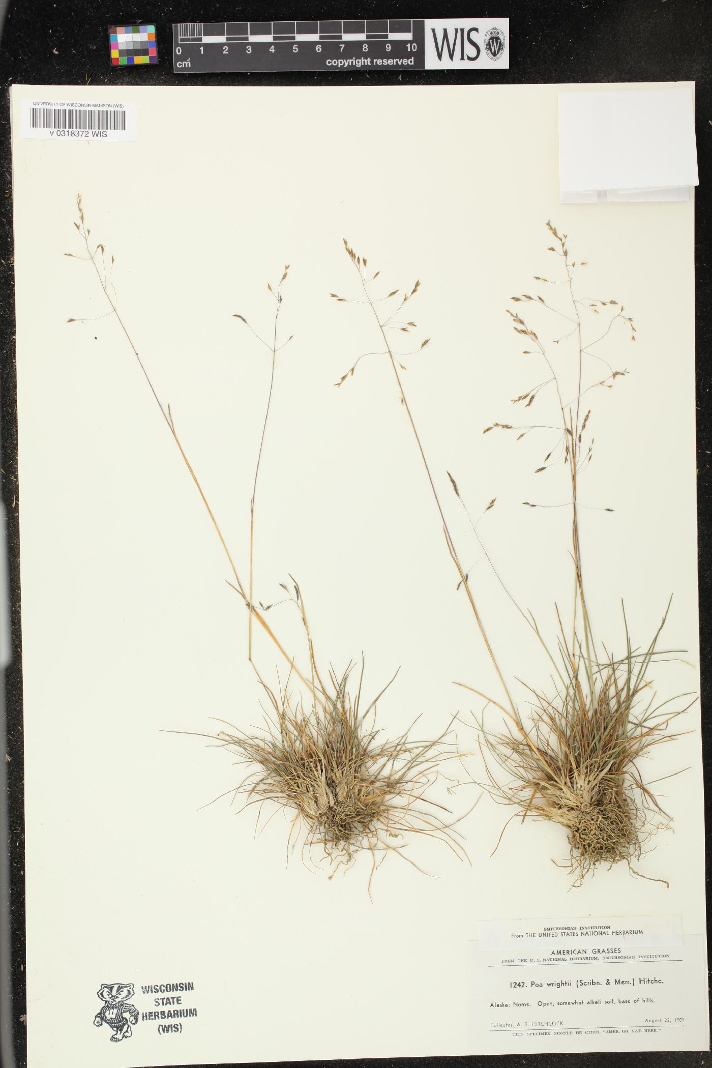 Puccinellia wrightii image