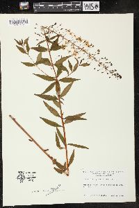 Lysimachia × producta image