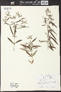 Lysimachia lanceolata image