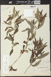 Lysimachia lanceolata image