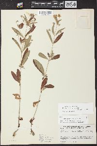 Lysimachia lanceolata image