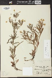 Lysimachia lanceolata image