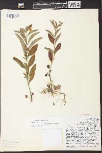 Lysimachia lanceolata image