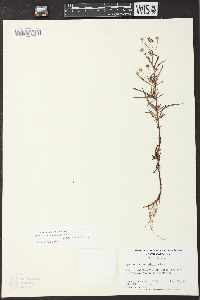 Lysimachia lanceolata image