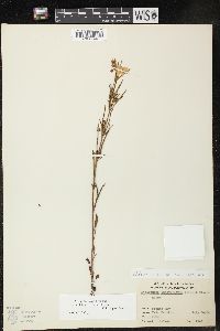 Lysimachia quadriflora image