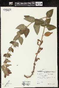 Lysimachia punctata image