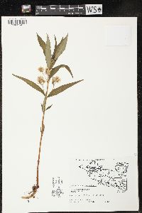 Lysimachia thyrsiflora image