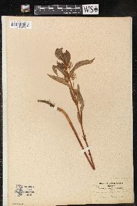 Lysimachia thyrsiflora image