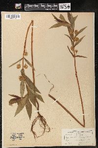 Lysimachia thyrsiflora image