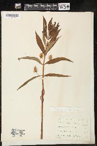 Lysimachia thyrsiflora image