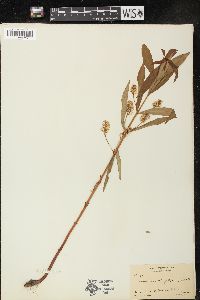 Lysimachia thyrsiflora image