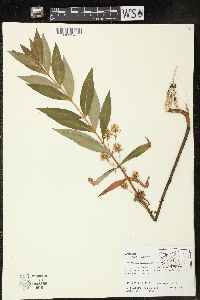 Lysimachia thyrsiflora image