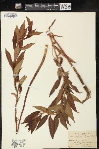 Lysimachia thyrsiflora image