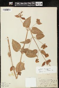 Lysimachia tonsa image