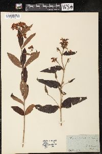 Lysimachia vulgaris image