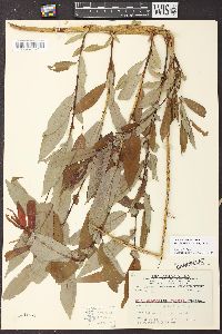 Salix lutea image