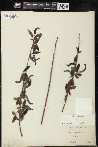 Salix × fragilis image