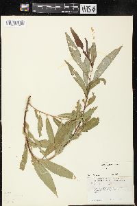 Salix × fragilis image