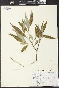 Salix × fragilis image