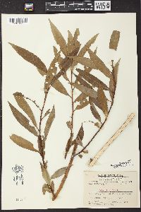 Salix × fragilis image