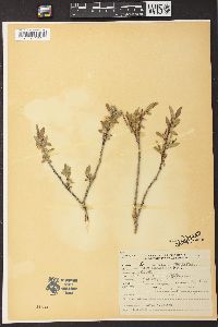 Salix lucida subsp. caudata image