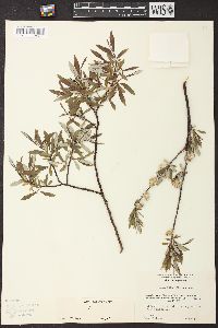 Salix geyeriana image