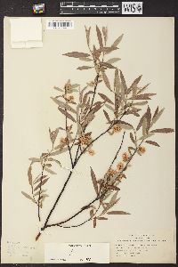 Salix geyeriana image